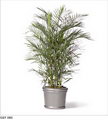 reed palm,شامادورا سیفریزی,نخل نی
